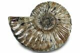 Iridescent Ammonite (Deshayesites) Fossil #301341-1